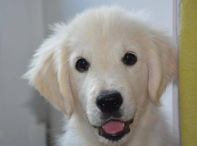 厕所串串指什么生肖(厕所串串打一个动物)是什么意思,词句揭晓全国