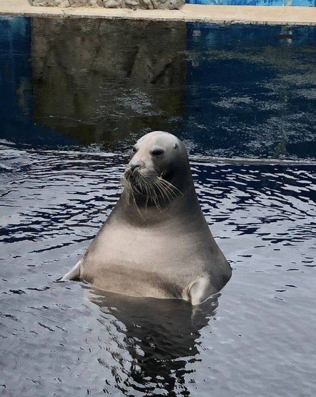 网友拍到"海豹大叔泡澡照",真人对比笑喷:神同步_时候_中年_动物