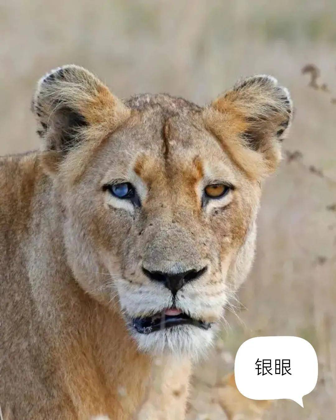 母狮子黑鼻子介绍一下_雄狮_狮群_鼻头