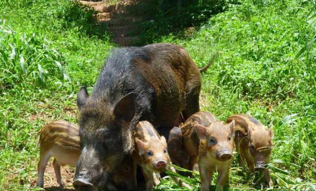 超级猪入侵美国,每年损失15亿美元,"人猪大战"30年后美国落败_野猪_动
