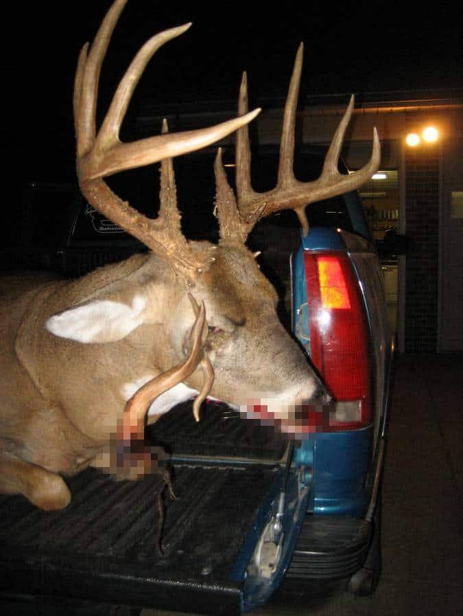 国外一头鹿眼睛长角遭"万人杀",活了4年后,还是被杀死了_戴维·斯塔基