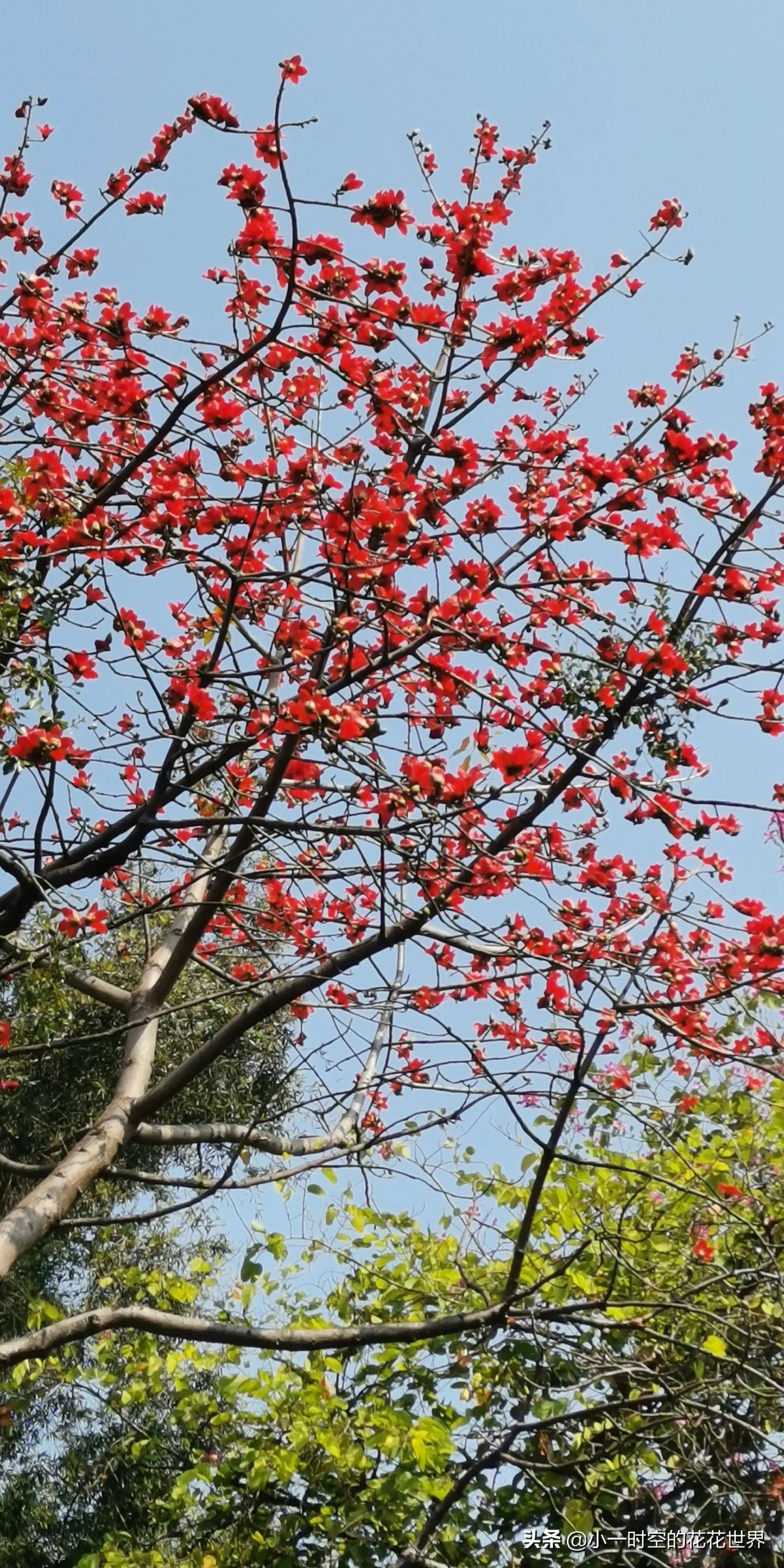 木棉花成熟图片大全图片