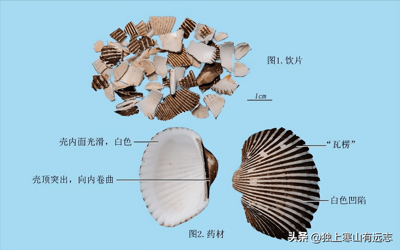 厨房里的中药之海蛤壳和瓦楞子:清热化痰,软坚散结,制酸止痛_的作用