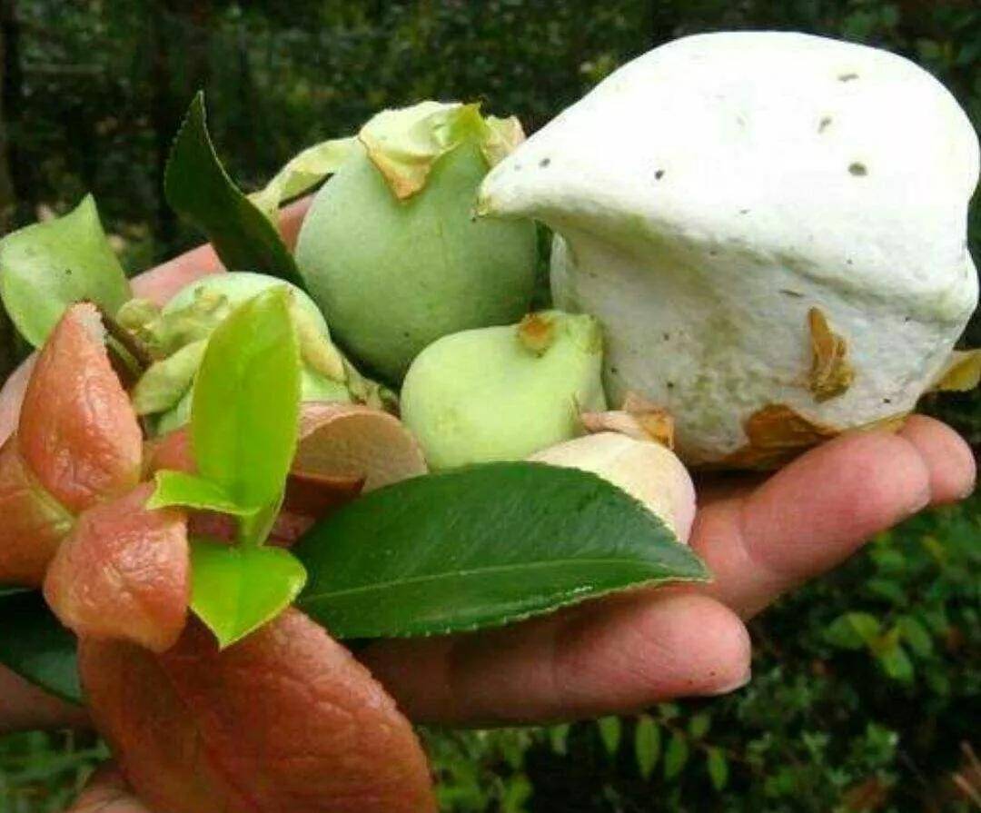 中国特色野生美食《山茶泡,山茶耳》_茶树_口感_变异