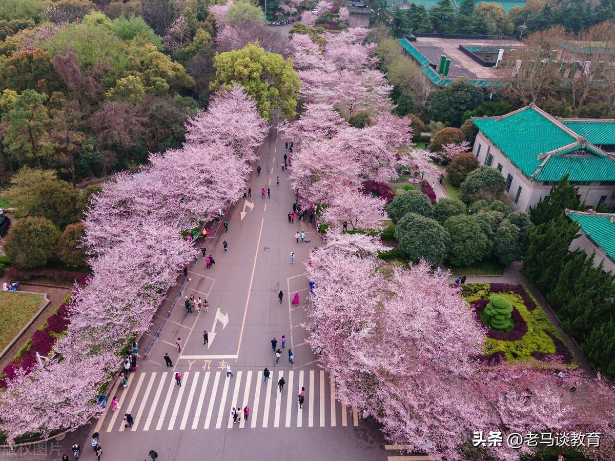 尤其是每年春天樱花盛开的时候,武汉大学的樱花美景更是会吸引