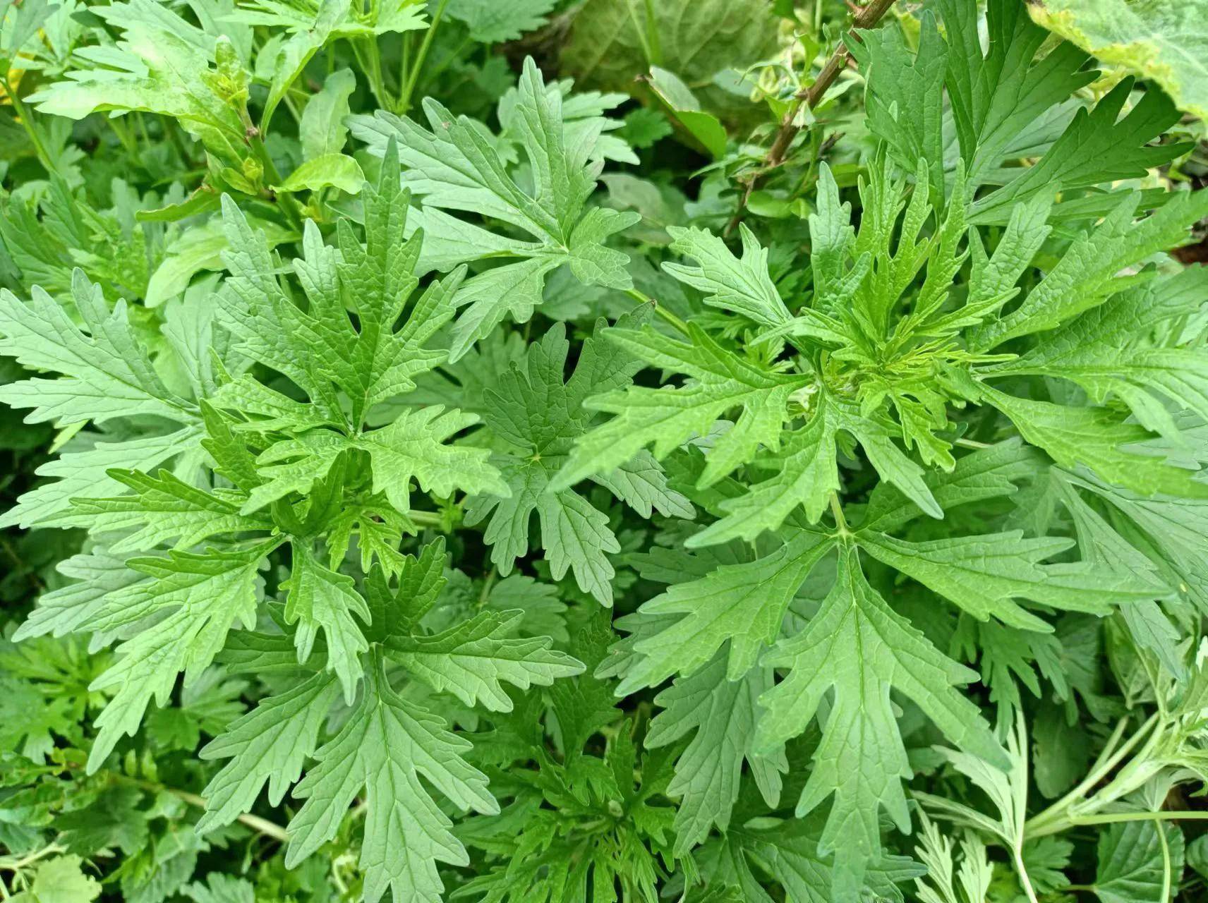 艾,益母蒿,玉米草,臭艾花,地母草,九重楼,鸡母草,鸭母草等多种别名,它