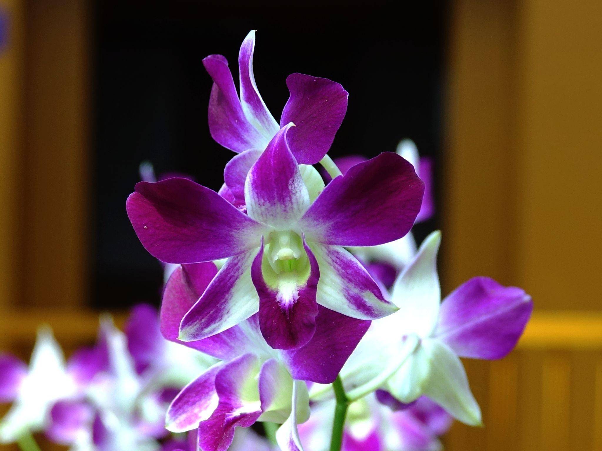 花木春秋35:蝴蝶石斛|改革开放后引进 又称泰国兰,假蝴蝶兰_栽培_植物