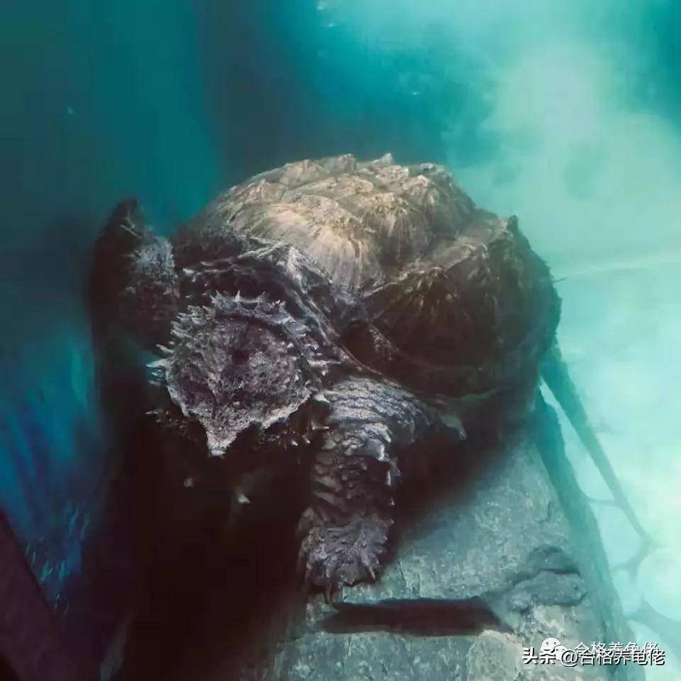 鳄龟真是越来越让人看不懂了_小鳄_大鳄_商家