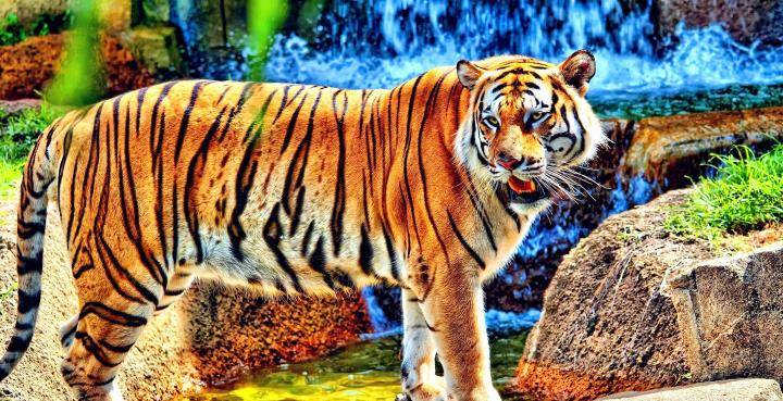 泰森赤手空拳能打赢一只自然界的老虎吗?