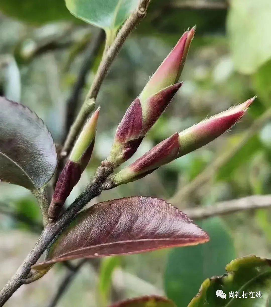 你喝过紫芽茶苞吗？_芽苞_古树茶_茶树