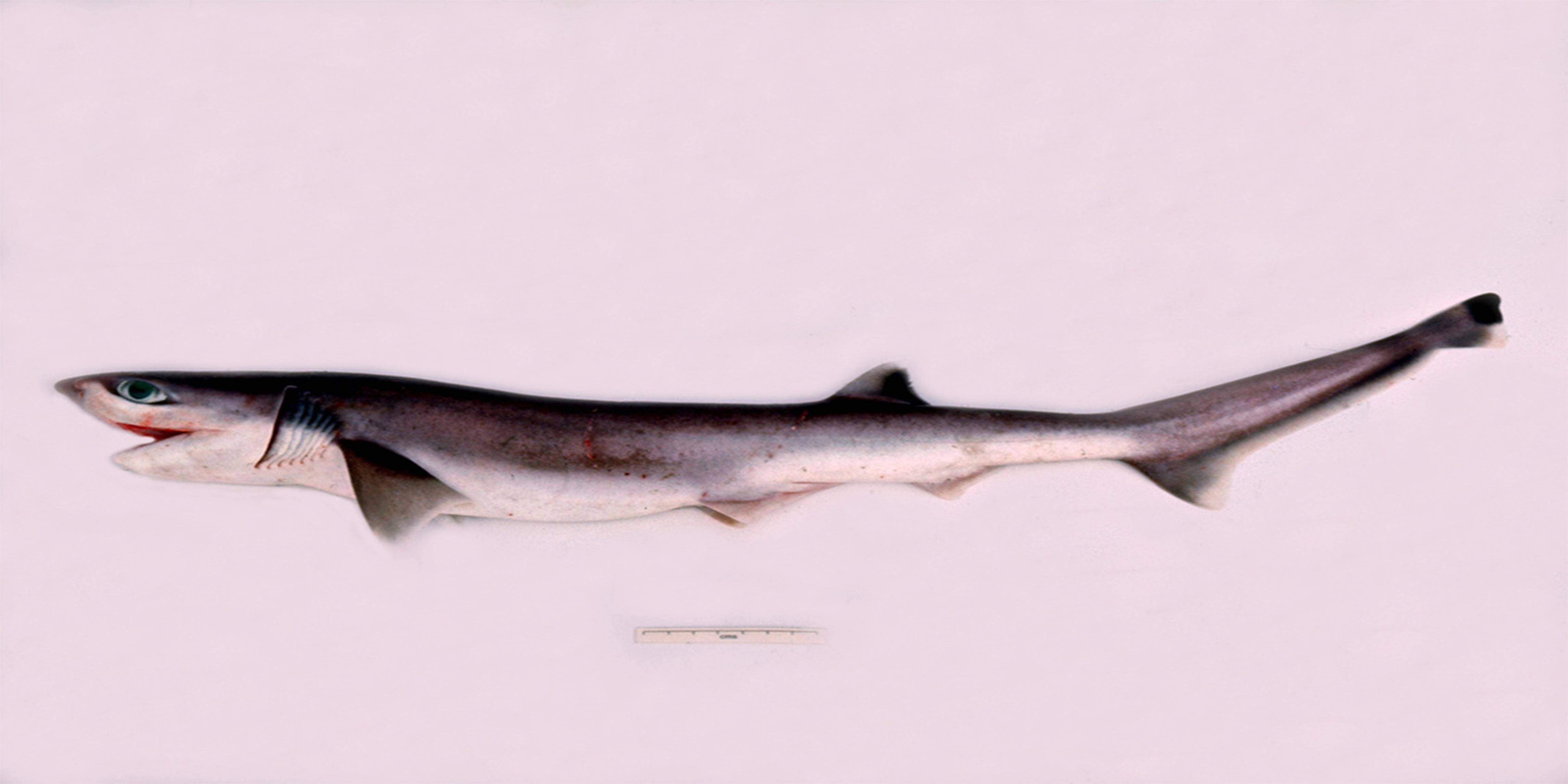 鳃裂最多的鲨鱼