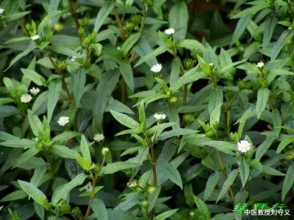 田间路边随处可见的抗癌良药——墨旱莲,功效滋补肝肾,凉血止血_刘简