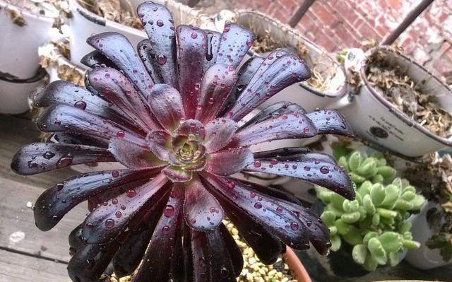 黑法师变成绿法师,原因出在哪了呢?看容姐怎么说?_情况_时候_温度