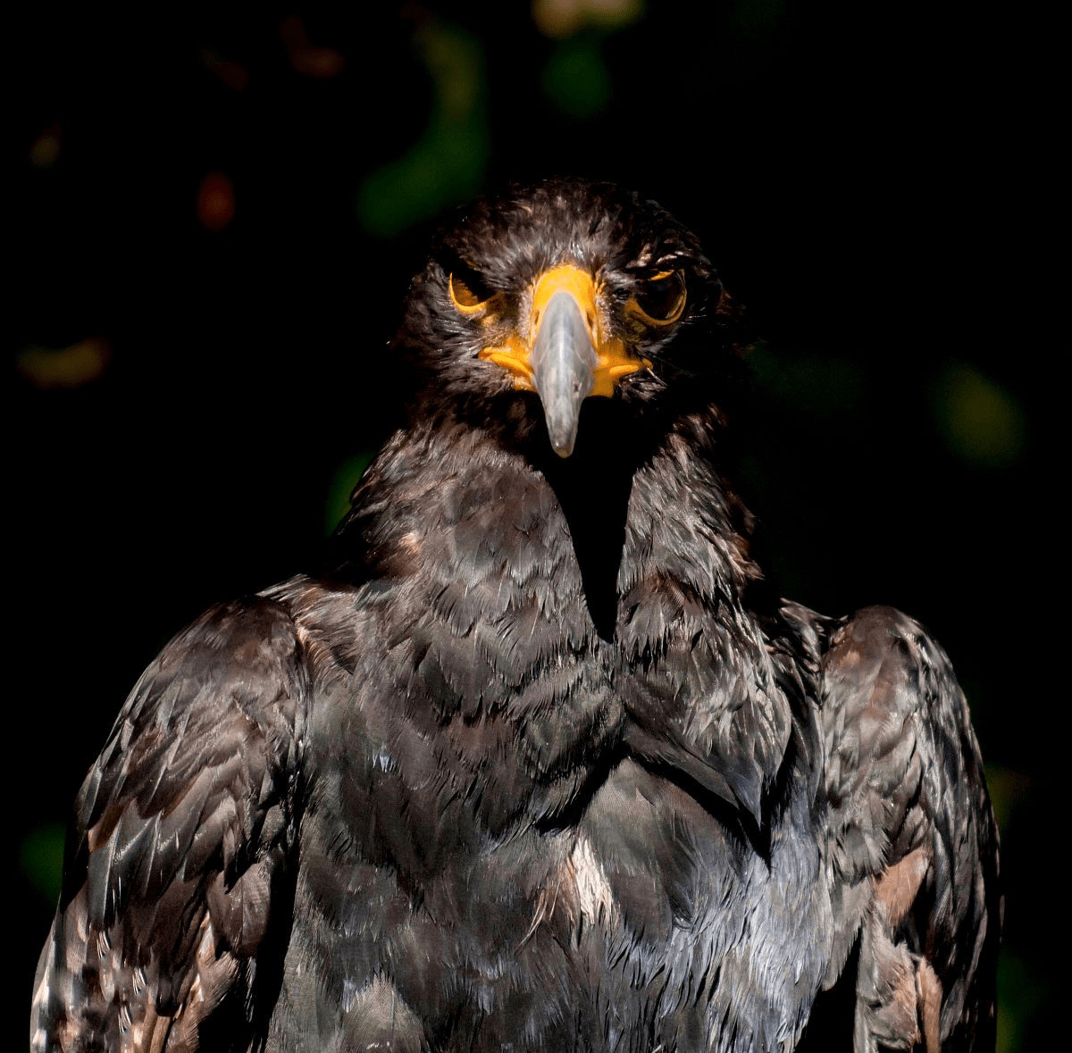 黑雕,全世界最大的鹰,拥有罕见的作战方式_眼睛_宝宝_猛禽
