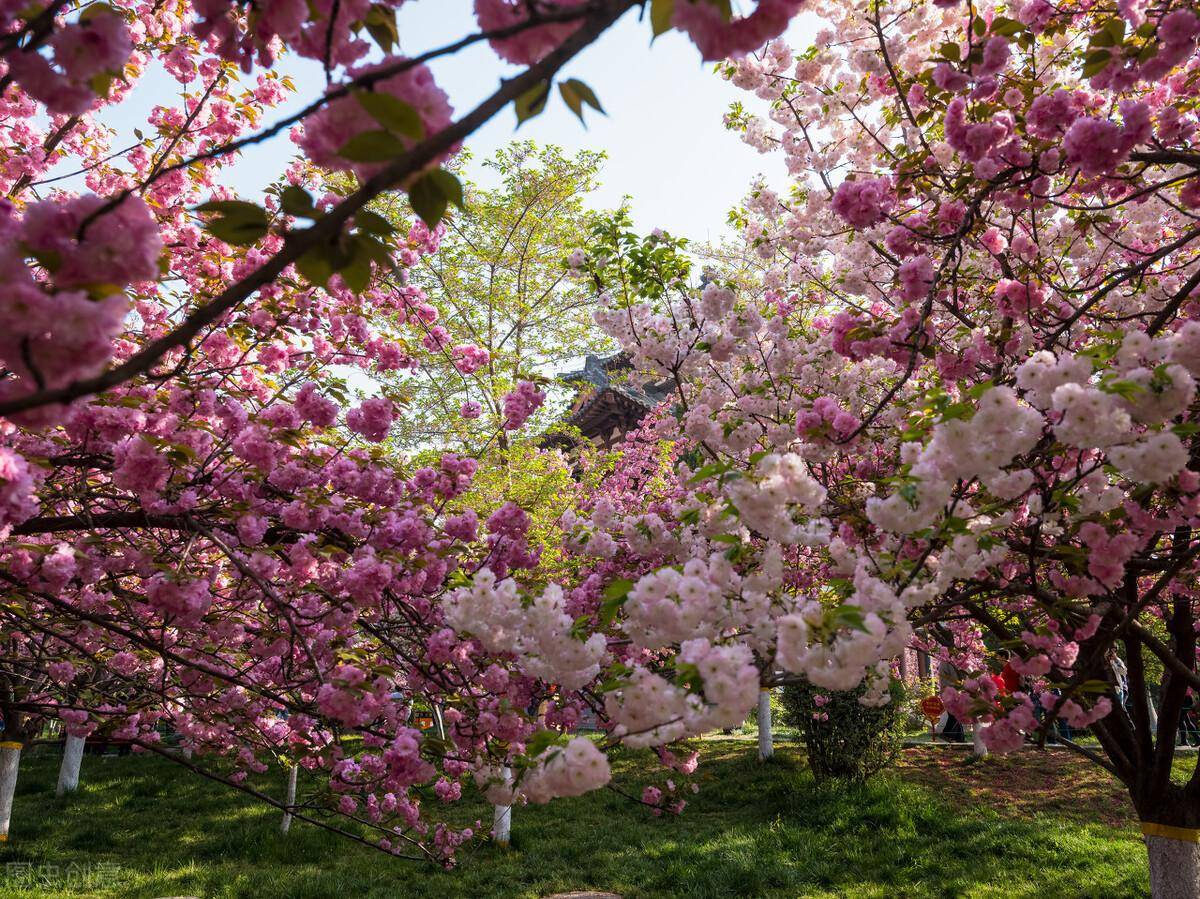 貴州平壩櫻花園平壩萬畝櫻花園坐落於高原明珠紅楓湖畔,每至櫻花花期