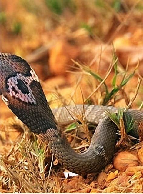 毒性之王的孟加拉眼镜蛇到底有多毒?_毒液_颜色_攻击