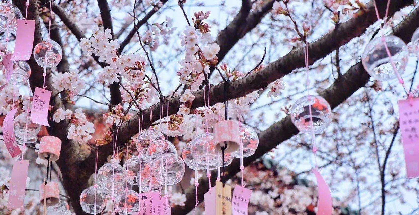 交通:公交k1路或k87路终点站可达,自驾导航鼋头渚景区,停车费15元一次