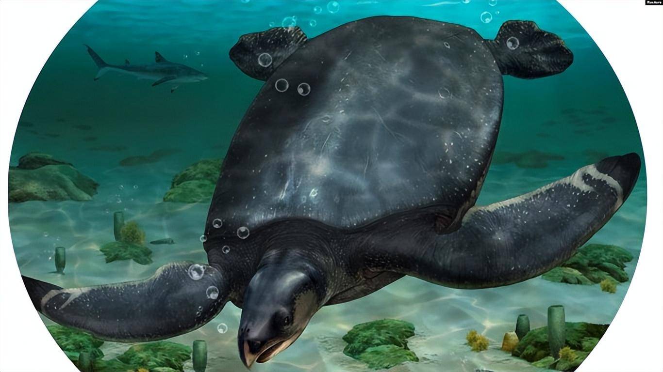 科学家发现了一种小汽车大小的远古海龟