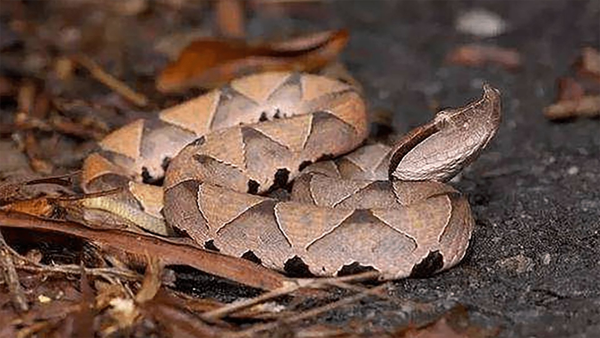 作为江苏人,分布在江苏的这六种毒蛇,你确定不认识一下?