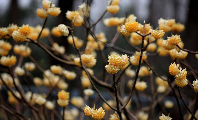 代表爱情的花（芍药花图片简笔画手绘） 第5张