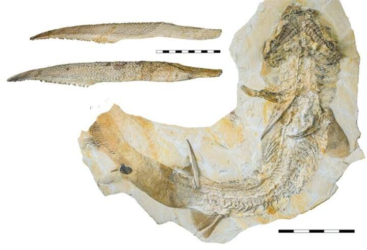 亚洲首次发现的完整的软骨鱼类化石：东生甘肃鲨_搜狐网