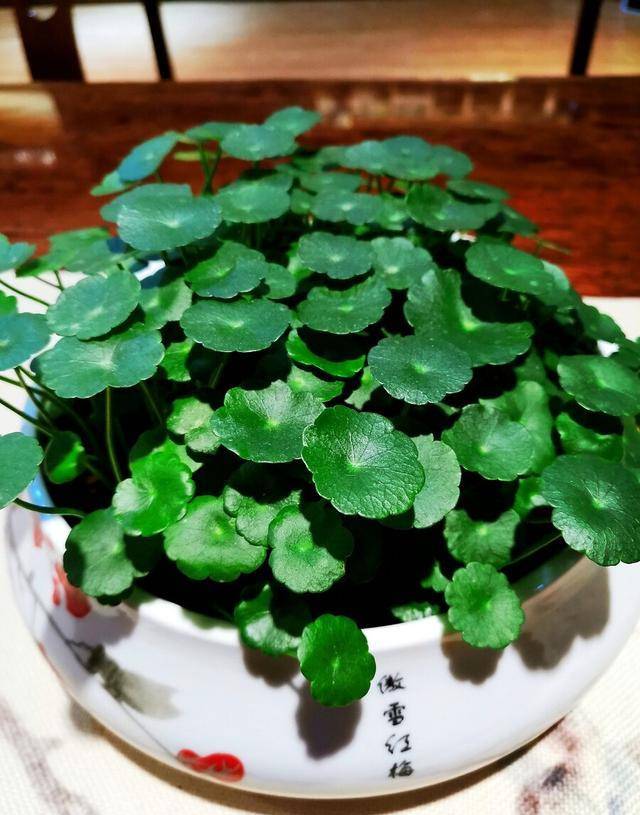 铜钱草"寓意"好,可不适合在室内养,不是迷信,是为了"健康"_阳光_时候