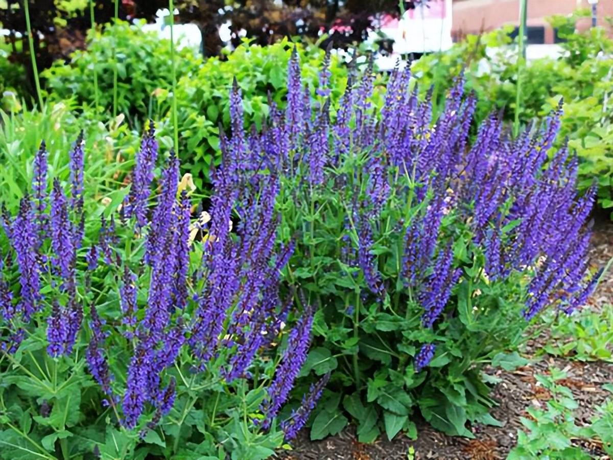 看似平平无奇,却缺它不可花园百搭植物——鼠尾草_花色_紫色_凤梨