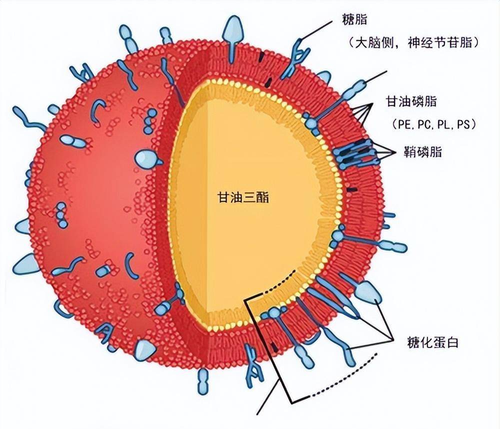 碳水化合物等营养物质的光滑液体,因此牛奶本身具有一定的粘度,脂肪球