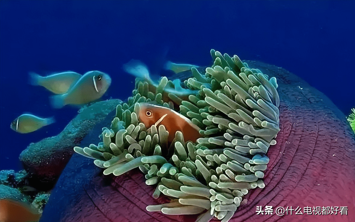 普及动物界:教你认识"粉红海葵鱼"(pink anemonefish)_海域_西太平洋