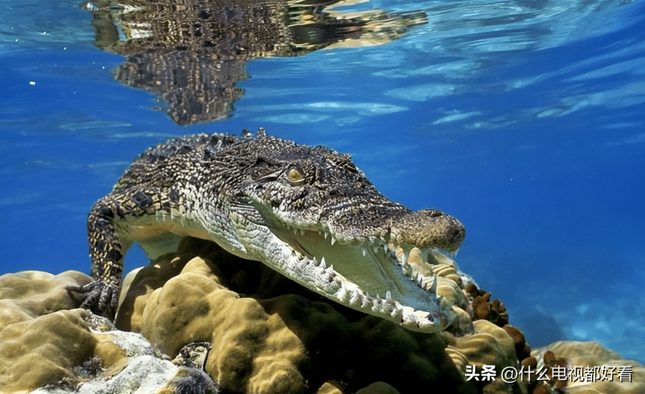 普及动物界:教你认识鳄鱼之王"湾鳄"(saltwater crocodile)_全长_河口