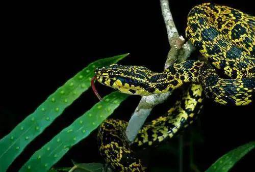 菜花蛇到底是什么蛇?为什么会被人们称为"百蛇之王"呢?