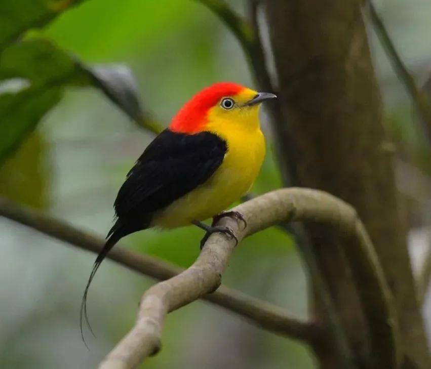 自然之美:线尾娇鹟_雌鸟_方式很_果实