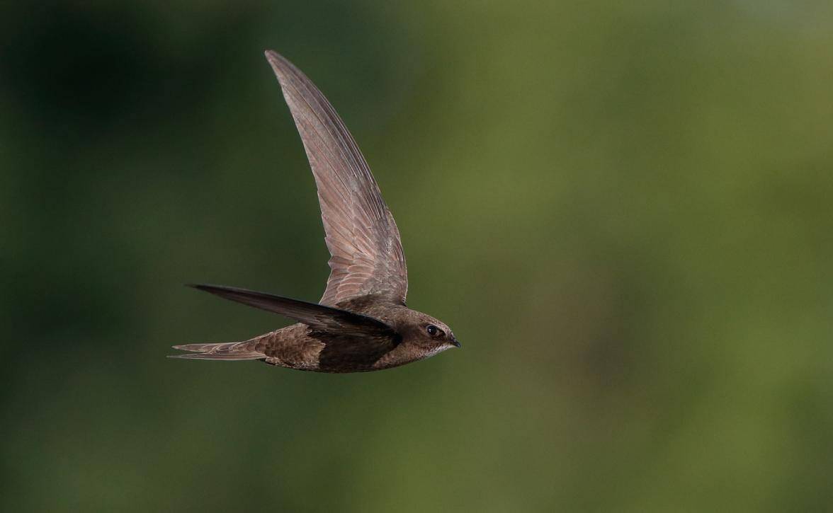 落地几乎等于送死！一生边飞边睡的雨燕，是如何繁衍后代的？_搜狐网