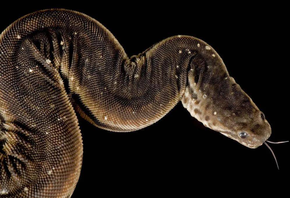 被冠以象牙之名,来自东南亚的萌系粗皮蛇_爪哇_是一种_身子