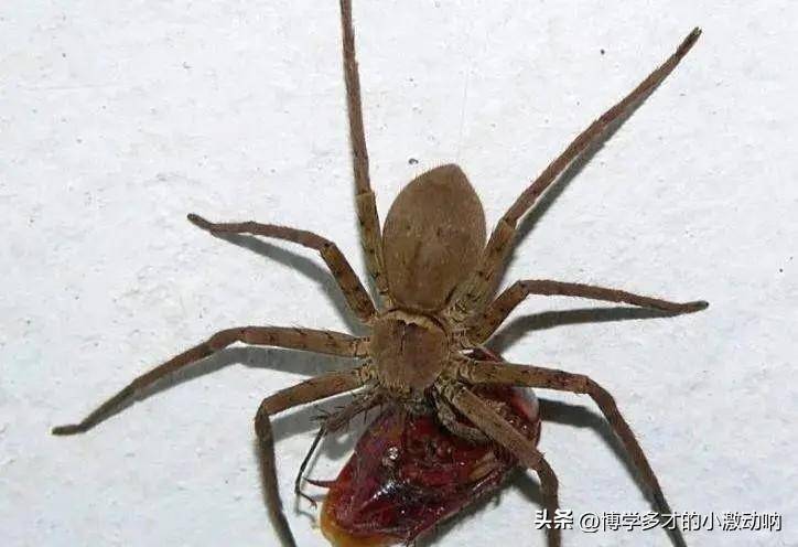 白额高脚蛛:蟑螂高手_蜘蛛_速度_mm