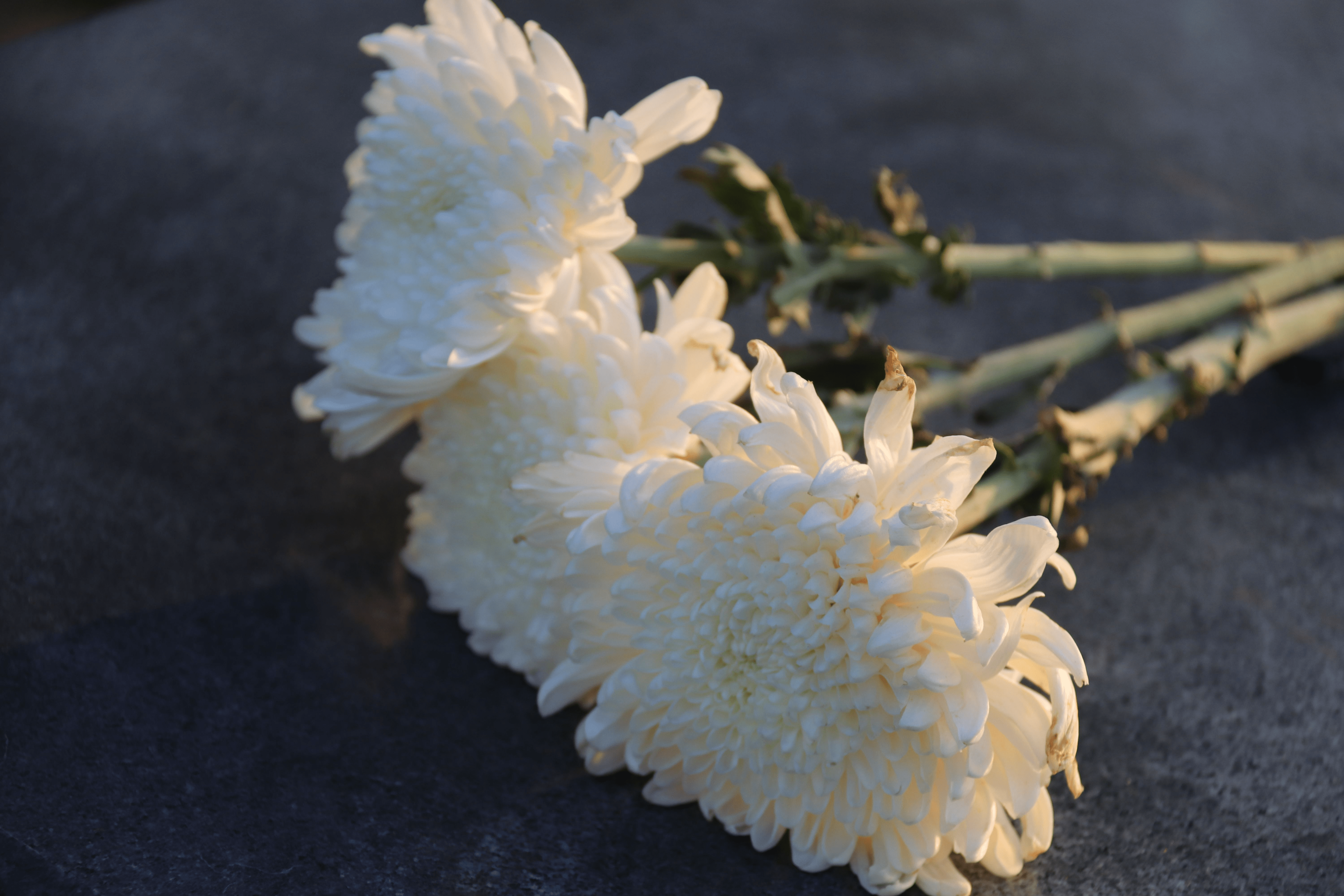白菊花代表什么意思图片