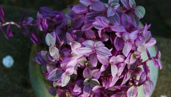 而且外形酷似同为鸭跖草属的紫叶吊兰,油画婚礼吊兰以及紫竹梅等,尤其