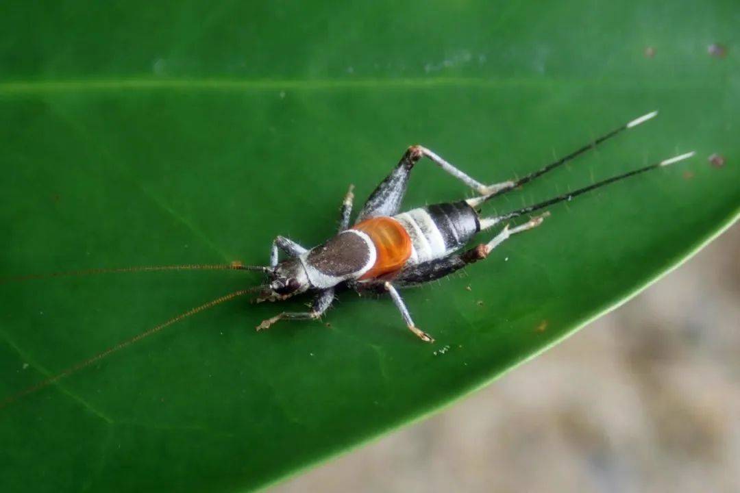 体型略扁,背板灰黑色,边缘有一圈耀眼的白线;复翅短圆,呈金黄色,具