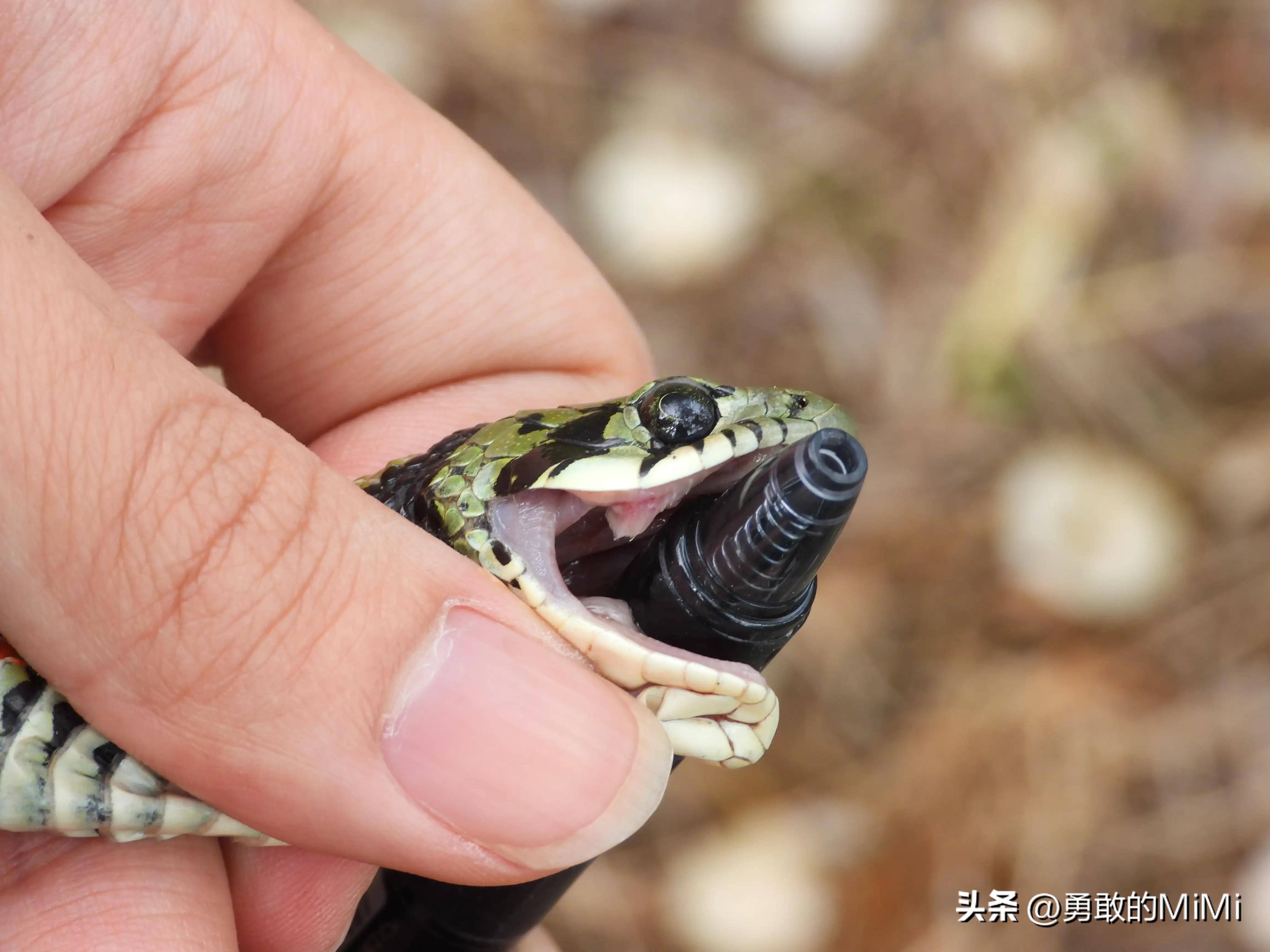 它是曾经最被低估的一种毒蛇!虎斑颈槽蛇究竟有多危险?