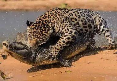 美洲豹大战黑凯门鳄,南美之王花落谁家?_个体_鳄鱼_体重