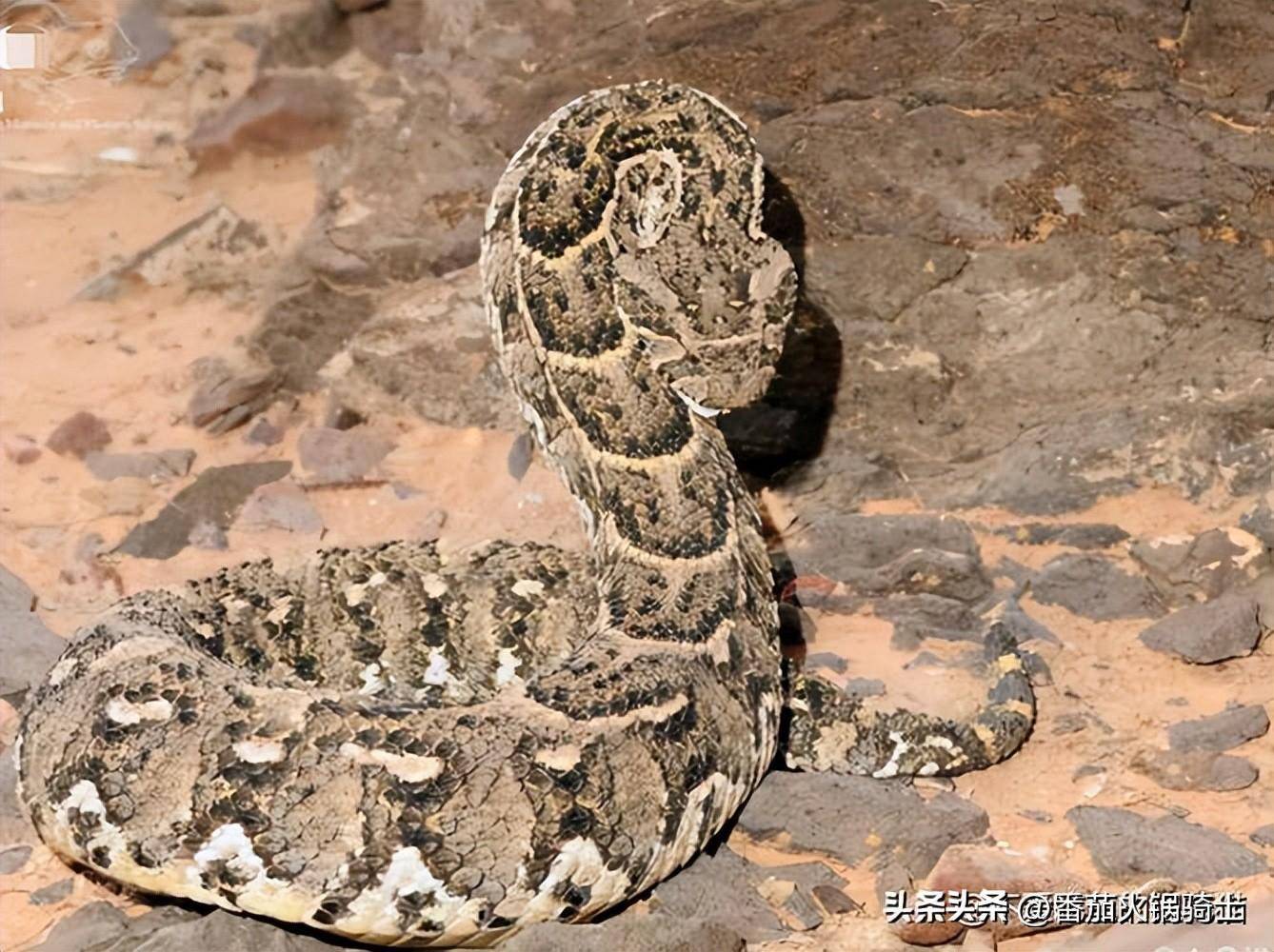 鼓腹咝蝰最让记忆深刻的是它们的爬行方式,与其它蛇类不同是,鼓腹咝蝰