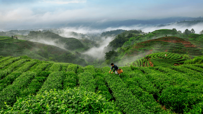 蒙顶山茶首批春茶开采_茶园_名山_采摘期