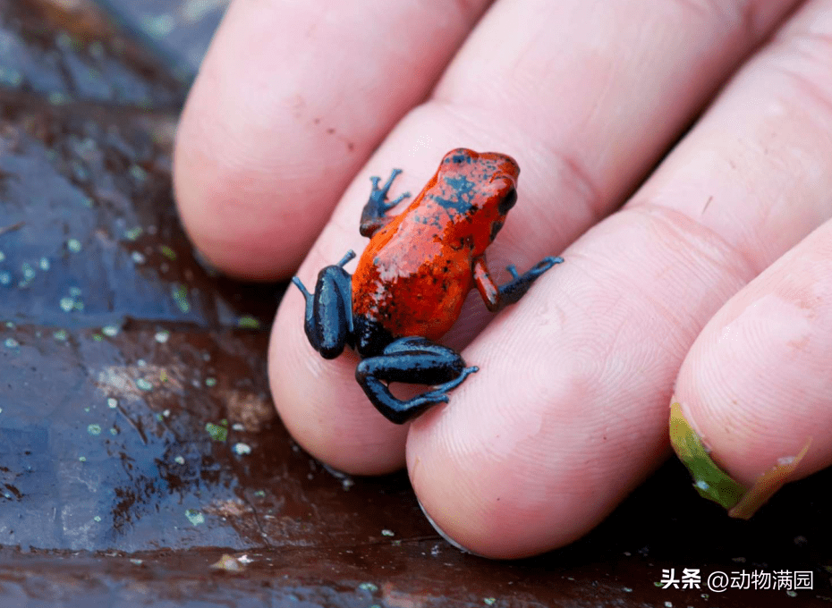物种百科:草莓箭毒蛙_蝌蚪_食物_毒性