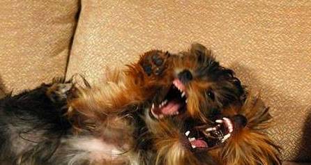 而美国在看到苏联造出来了双头狗之后,也宣称要成为全球第一个成功