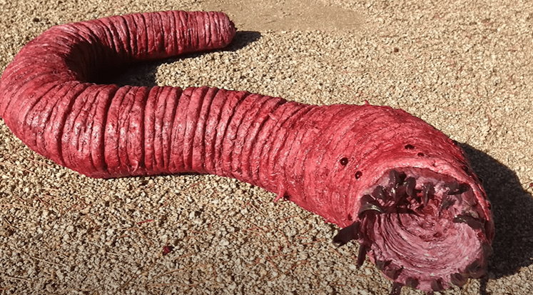 电影《沙丘》中巨型沙虫的原型,传说中的神秘生物—蒙古大蠕虫!