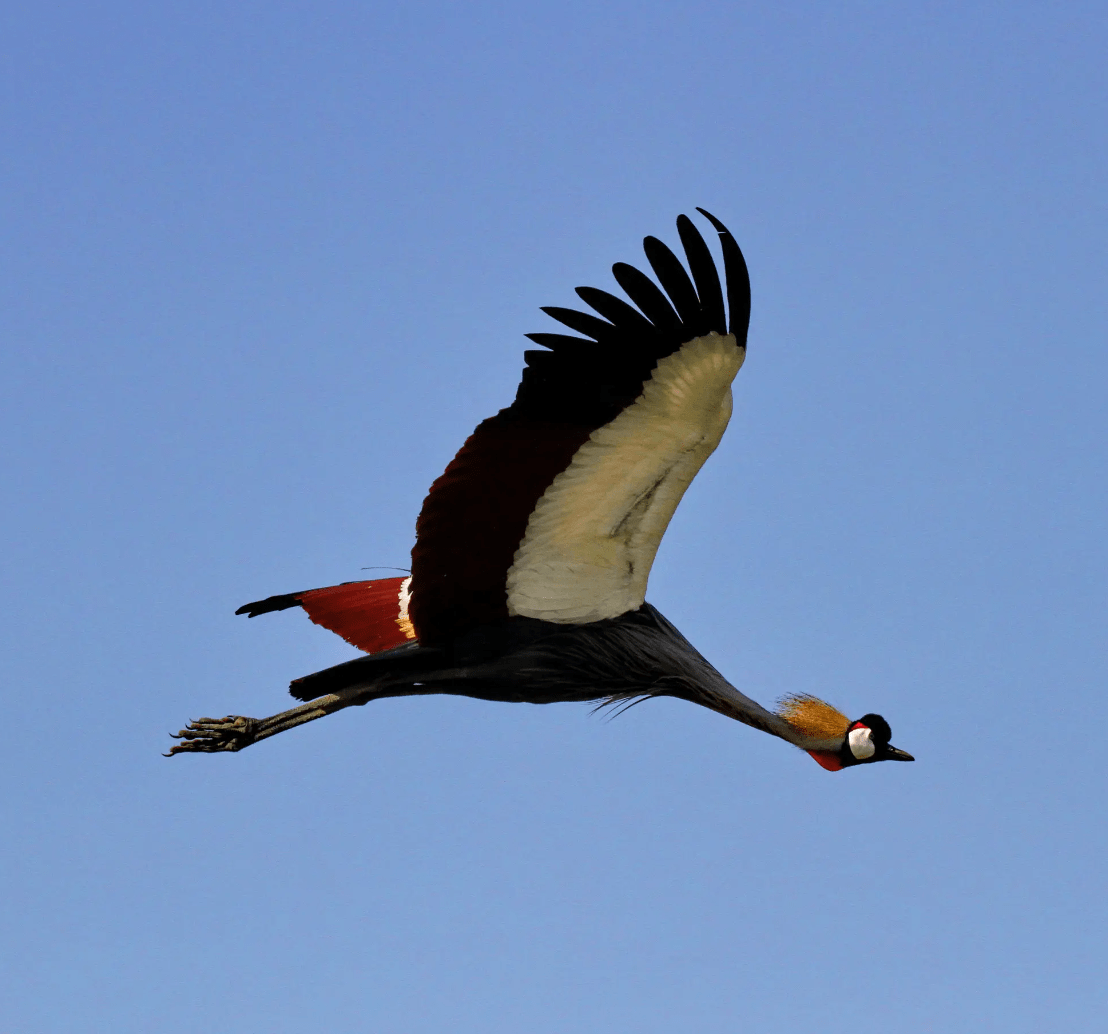 皇冠鹤又叫"皇冠鸟"_保护_湿地_故事