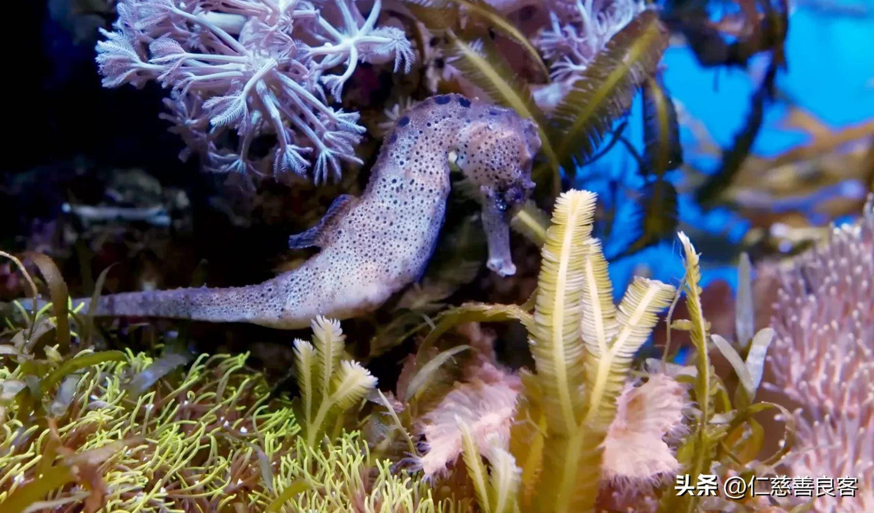 海马没有胃,吃的饭直接进入肠子消化,却能像变色龙一样变色!