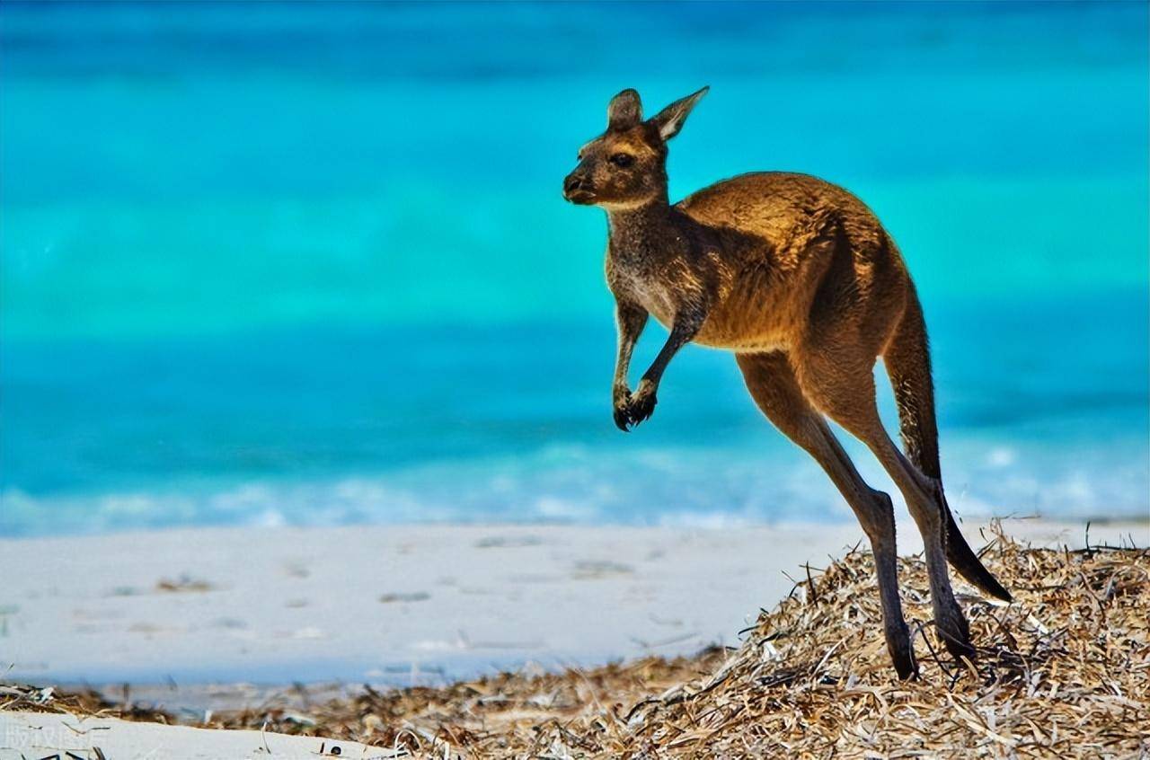 袋鼠的腿,可没有人类那般脆弱!_时候_尾巴_运动