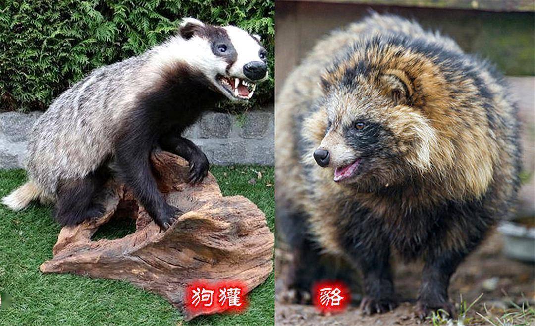东亚貉入侵欧洲,活埋狗獾强占獾窝,多亏猞猁与狼救命_生物_生活_动物