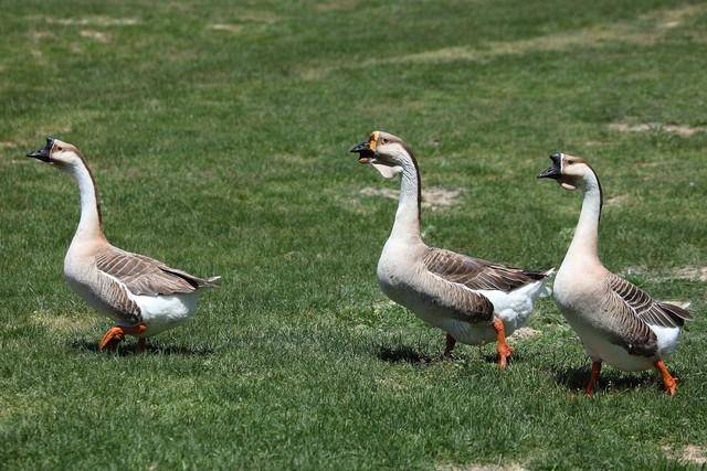 主人欲卖母鹅,大白鹅叫声凄婉一路从农村追到城市:救下其妻一命_网友